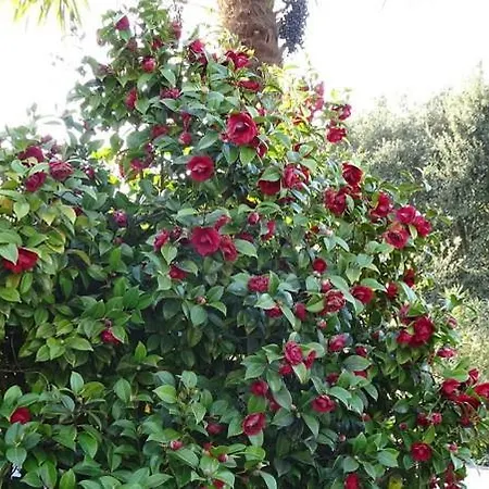 Les Mandalas Chambres D'hotes