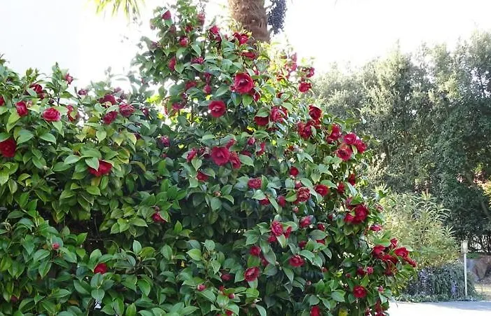 Les Mandalas Chambres D'hotes